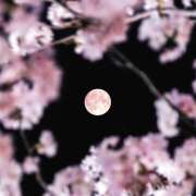 ヒメ日記 2026/04/04 01:10 投稿 あきな 奥さま未来　立川店