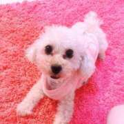 ヒメ日記 2025/03/19 08:04 投稿 セリ チューリップ福井本館