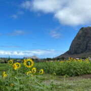 ヒメ日記 2025/07/23 09:06 投稿 りんこ 京都人妻援護会