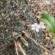 ヒメ日記 2024/12/29 07:27 投稿 かなで(昭和42年生まれ) 熟年カップル名古屋～生電話からの営み～