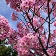 ヒメ日記 2025/04/01 08:13 投稿 かなで(昭和42年生まれ) 熟年カップル名古屋～生電話からの営み～