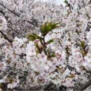 ヒメ日記 2025/04/06 09:17 投稿 かなで(昭和42年生まれ) 熟年カップル名古屋～生電話からの営み～