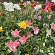 ヒメ日記 2026/04/15 17:54 投稿 夏芽(なつめ) 上野人妻城