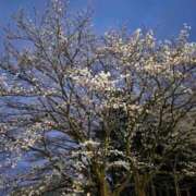 ヒメ日記 2025/04/02 13:01 投稿 永田ゆぬ 五十路マダム 博多店