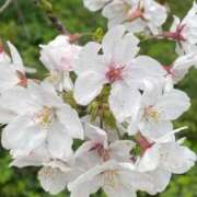 永田ゆぬ お花見 五十路マダム 博多店