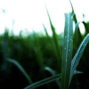 ヒメ日記 2024/12/13 14:12 投稿 あいか ストロベリーハウス