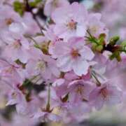 ヒメ日記 2025/04/26 12:05 投稿 こひめ スピードエコ難波店