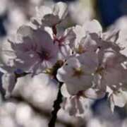 ヒメ日記 2025/04/29 22:32 投稿 こひめ スピードエコ難波店