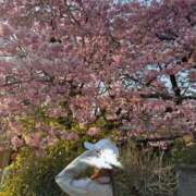 ヒメ日記 2025/03/08 10:20 投稿 えれな Sakura Spa