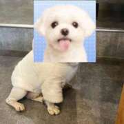 えれな 🦋クリスマスの過ごし方 Sakura Spa