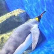 ヒメ日記 2026/05/13 08:45 投稿 つぐみ バイオレンス