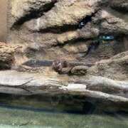 ヒメ日記 2025/06/26 20:29 投稿 葉月　もか ドMな奥様 すすきの店