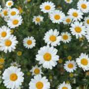 ヒメ日記 2025/07/30 18:06 投稿 葉月　もか ドMな奥様 すすきの店