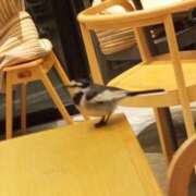 ヒメ日記 2025/02/20 18:24 投稿 けいな 池袋おかあさん