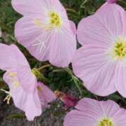 ヒメ日記 2025/06/08 10:48 投稿 けいな 池袋おかあさん