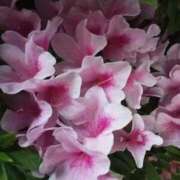 ヒメ日記 2026/04/18 10:26 投稿 けいな 池袋おかあさん