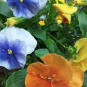 ヒメ日記 2026/04/29 09:14 投稿 けいな 池袋おかあさん