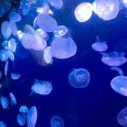 ヒメ日記 2025/11/25 13:43 投稿 おと LOVE KISS（ラブキッス）