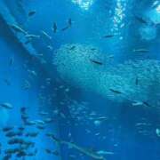 ヒメ日記 2026/06/15 11:36 投稿 おと LOVE KISS（ラブキッス）