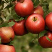 ヒメ日記 2025/01/07 21:44 投稿 しずか 池袋おかあさん