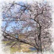 ヒメ日記 2025/04/07 17:02 投稿 菊池　あかり NADIA京都店