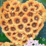 ヒメ日記 2025/08/03 05:45 投稿 いずみ 逢って30秒で即尺