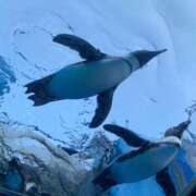 さくら 🐧 スイカ