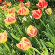 ヒメ日記 2026/03/25 16:26 投稿 みかな アイドルリフレ厚木