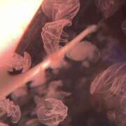 ヒメ日記 2024/12/18 10:19 投稿 むう 山梨甲府甲斐ちゃんこ