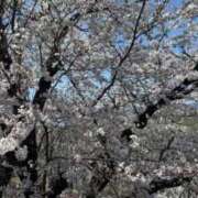 ヒメ日記 2025/04/10 10:41 投稿 むう 山梨甲府甲斐ちゃんこ