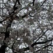 ヒメ日記 2025/04/14 18:20 投稿 むう 山梨甲府甲斐ちゃんこ