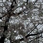 ヒメ日記 2025/04/14 21:56 投稿 むう 山梨甲府甲斐ちゃんこ