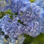 ヒメ日記 2025/06/16 17:38 投稿 むう 山梨甲府甲斐ちゃんこ