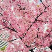 むう 次回出勤 山梨甲府甲斐ちゃんこ