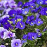 ヒメ日記 2026/04/18 23:08 投稿 むう 山梨甲府甲斐ちゃんこ