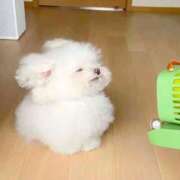 ヒメ日記 2026/01/27 21:17 投稿 あいの カワサキEROTIC（ソープランド）