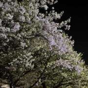 ヒメ日記 2026/04/01 09:39 投稿 まな ゴールドクイーン