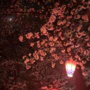 ヒメ日記 2026/04/02 07:24 投稿 まな ゴールドクイーン