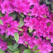 ヒメ日記 2025/05/01 11:06 投稿 浜崎妃葉莉 五十路マダムエクスプレス船橋店(カサブランカグループ)