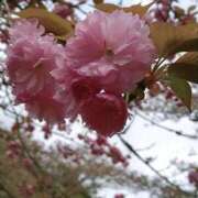 ヒメ日記 2025/05/02 12:32 投稿 浜崎妃葉莉 五十路マダムエクスプレス船橋店(カサブランカグループ)