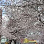 ヒメ日記 2026/03/30 11:56 投稿 浜崎妃葉莉 五十路マダムエクスプレス船橋店(カサブランカグループ)