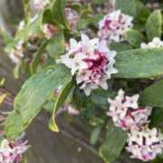 ヒメ日記 2025/03/13 15:38 投稿 かりん 品川ミセスアロマ（ユメオト）