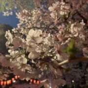 ヒメ日記 2025/04/04 08:25 投稿 かりん 品川ミセスアロマ（ユメオト）