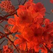 ヒメ日記 2025/04/15 17:11 投稿 かりん 品川ミセスアロマ（ユメオト）