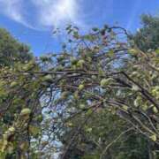 ヒメ日記 2025/10/04 21:45 投稿 かりん 品川ミセスアロマ（ユメオト）