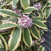 ヒメ日記 2026/03/02 16:30 投稿 かりん 品川ミセスアロマ（ユメオト）