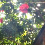 ヒメ日記 2026/03/17 19:01 投稿 かりん 品川ミセスアロマ（ユメオト）