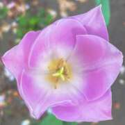 ヒメ日記 2026/04/10 11:49 投稿 かりん 品川ミセスアロマ（ユメオト）