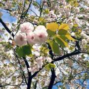 ヒメ日記 2026/04/10 19:10 投稿 かりん 品川ミセスアロマ（ユメオト）