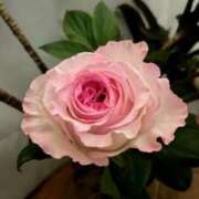 ヒメ日記 2026/04/22 10:45 投稿 かりん 品川ミセスアロマ（ユメオト）